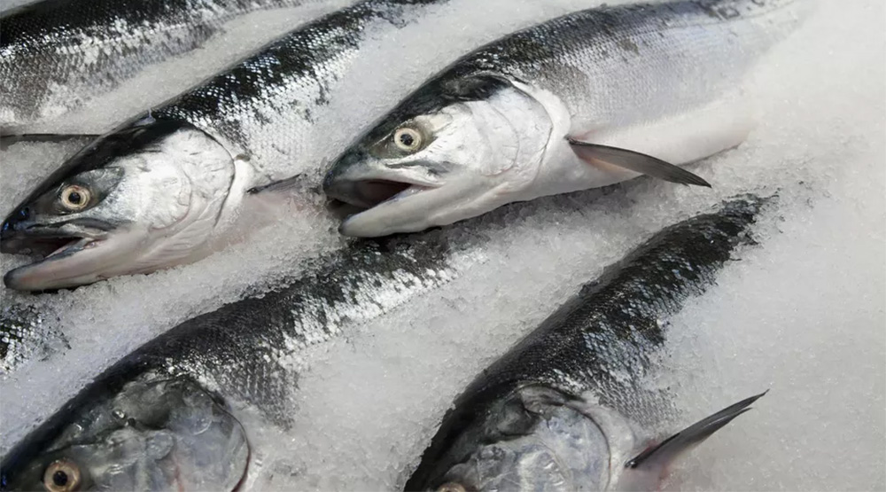 smrznuta riba